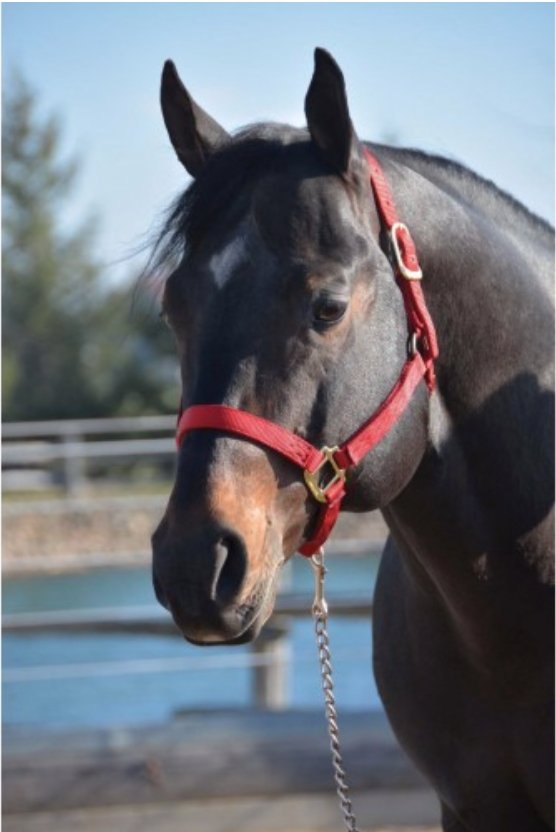 Hamilton 3/4Inch Nylon Quality Horse Halter Weanling Or Large