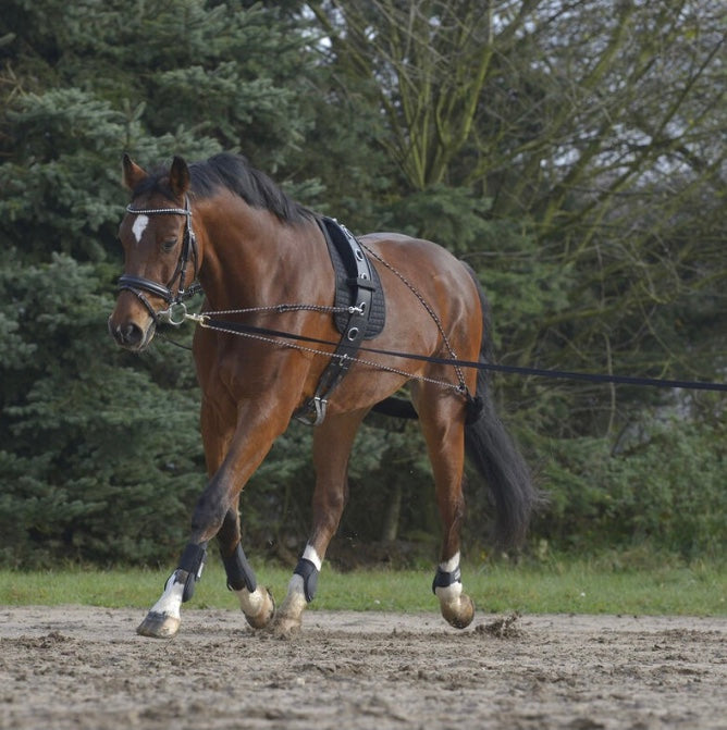 Waldhausen Lunging System
