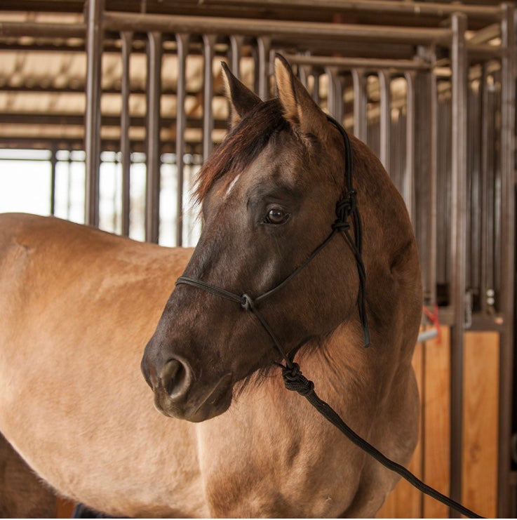 Premium Rope Halter-average size
