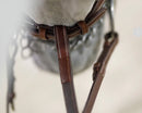 Commonwealth Standing Martingale