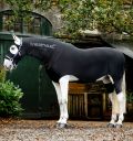 Horseware Rambo Full Body Slinky