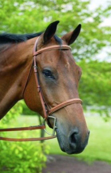 HDR Fancy Raised Padded Bridle - Rider's Tack.Apparel.Supply