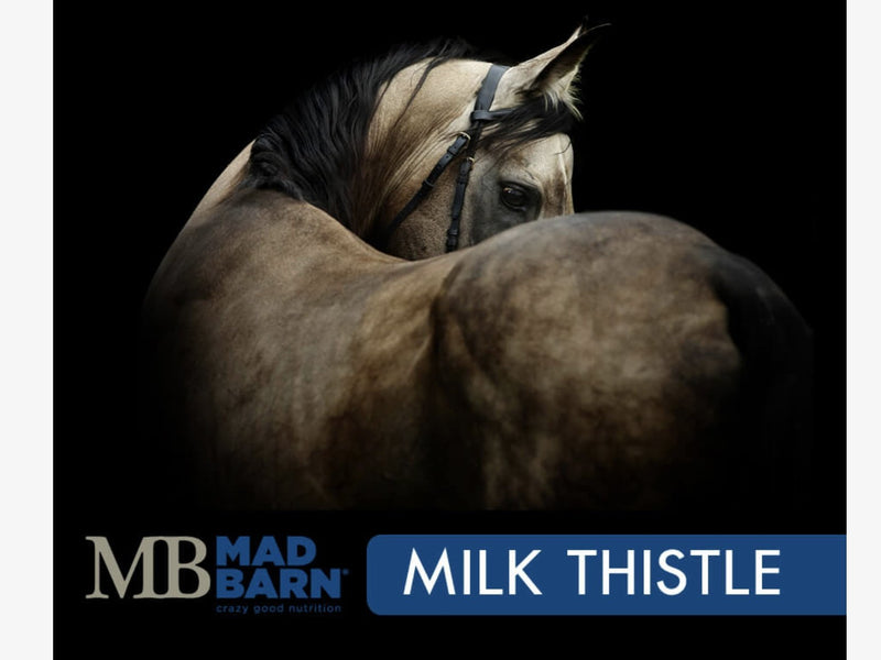 Mad Barn Milk thistle - Rider's Tack.Apparel.Supply